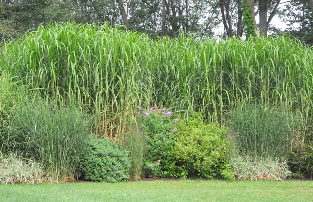 Miscanthus X Giganteus | Backyard Blooms Nursery - This Blooms for You