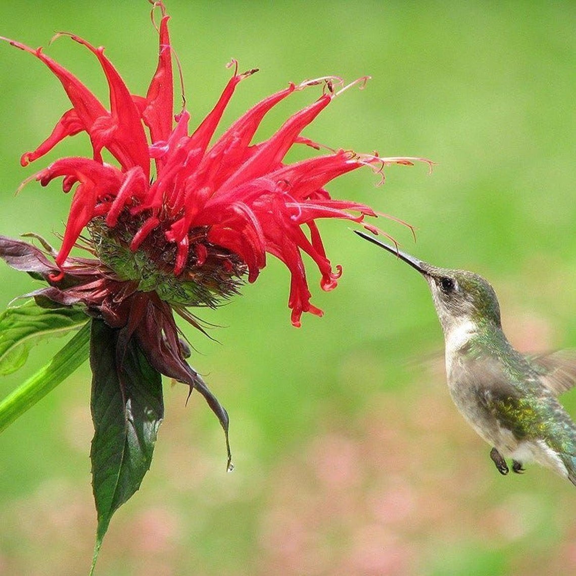 Monarda didyma 'Fireball' | Backyard Blooms Nursery - This Blooms for You