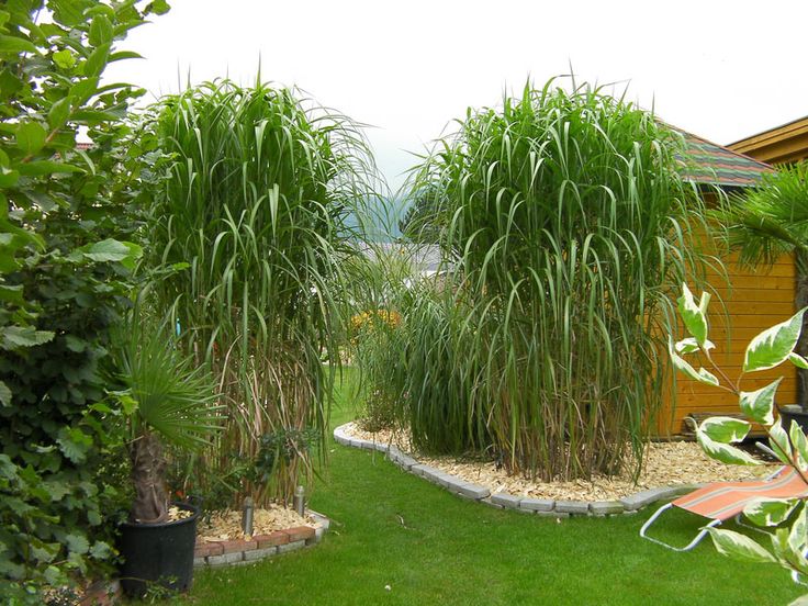 Miscanthus X Giganteus | Backyard Blooms Nursery - This Blooms for You
